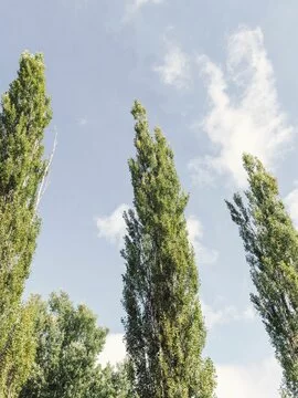 Urlaub im Ahrntal :: Natur erleben im Garten des Schachen